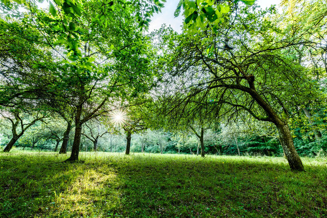 Parkanlage der Frankenalb-Klinik Engelthal